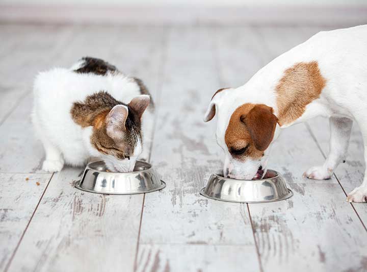 Dog and Cat eating healthy food