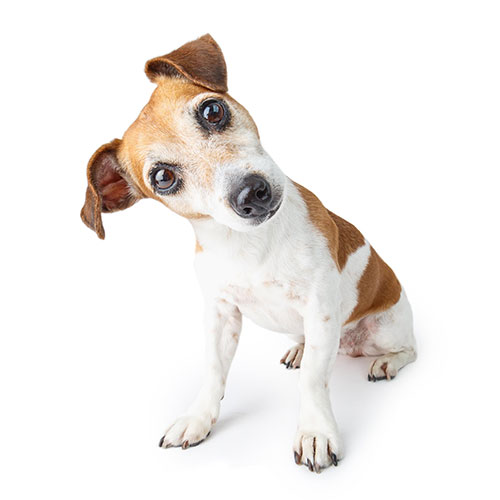 Dog Curious About Pet Food Ingredients